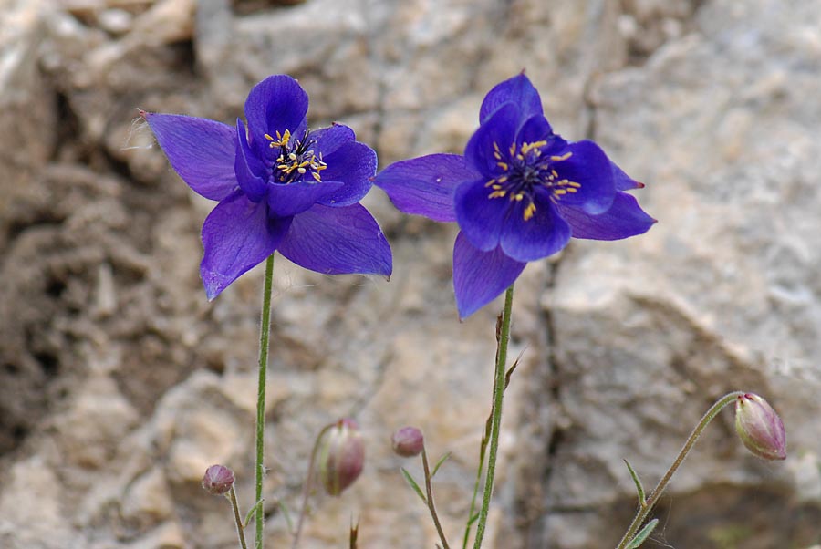 Aquilegia einseleana / Aquilegia di Einsele